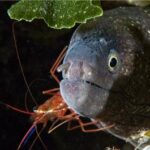 Plongée faune sous Marine dans le Var