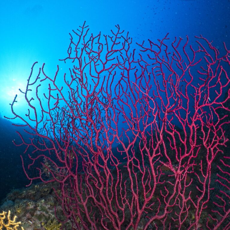 Plongée spots méditerranée - sparte diving